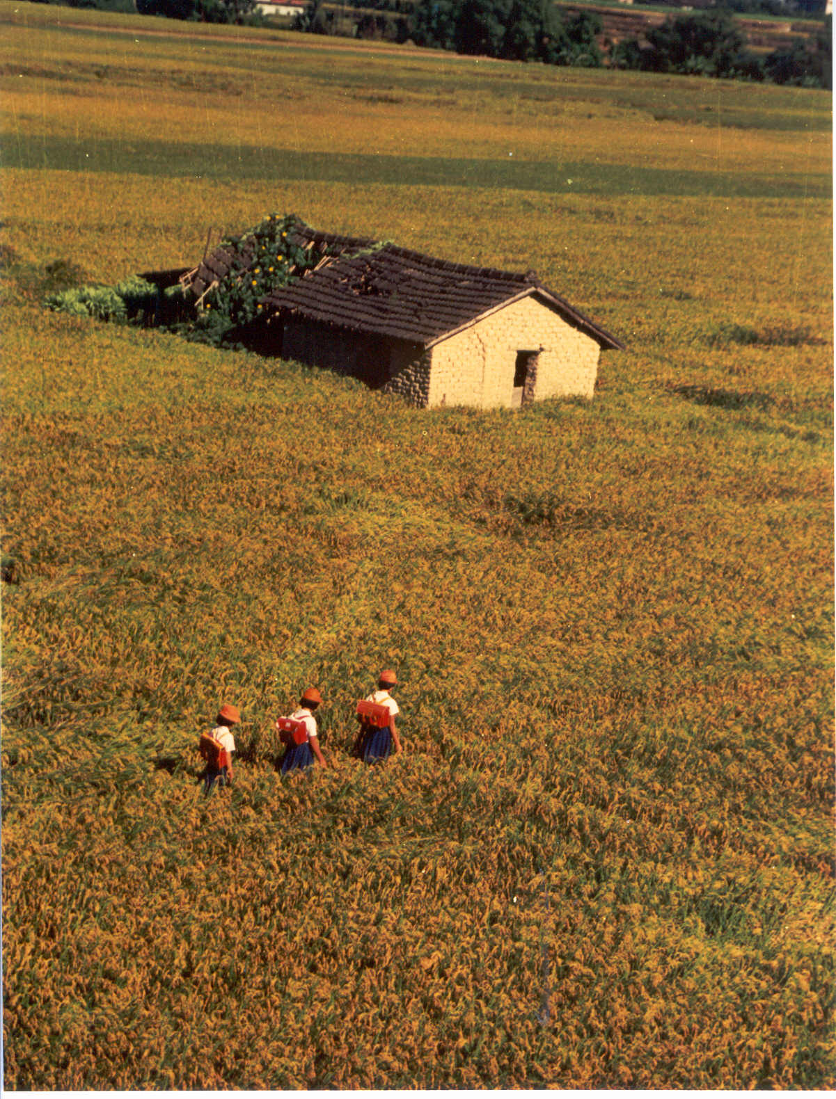 The yellow rice fields are the way home.