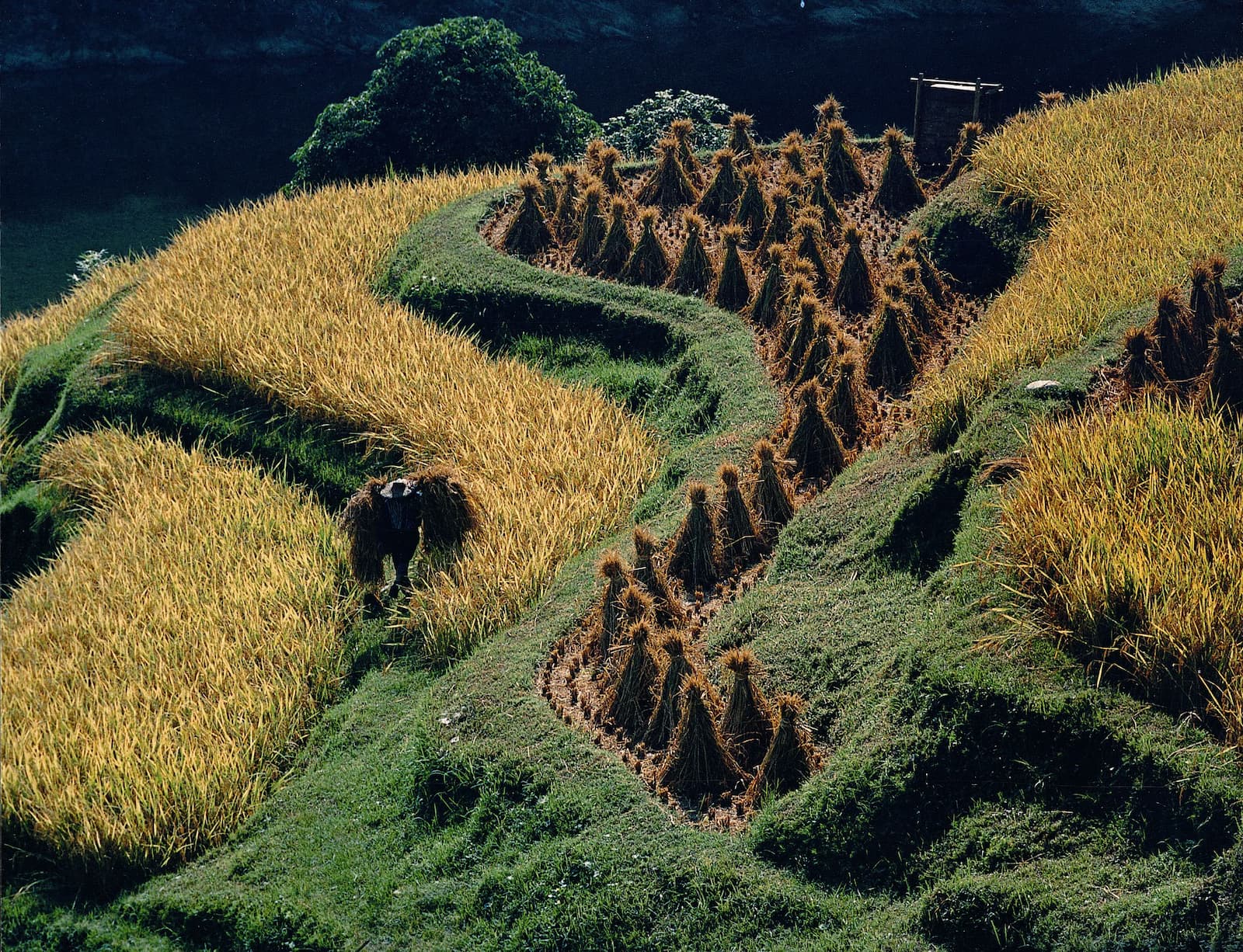 梯田之灌溉方式多採越田灌溉，由地勢較高之田區灌溉餘水再供灌下游田區