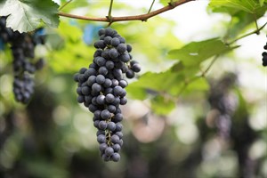 Grapes