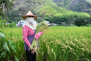 不可思議的奇蹟是今年的稻米產量居然比往年還要多