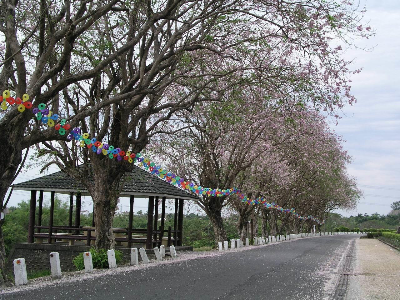 2010年烏山頭櫻花季賞櫻活動