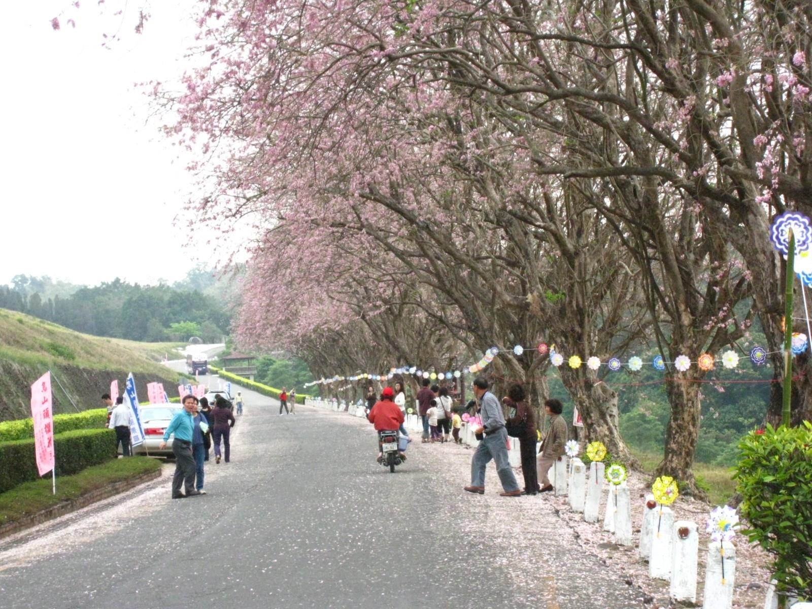 2009烏山頭戀戀櫻花季