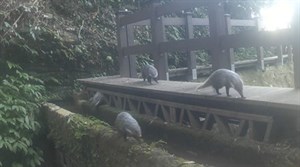 雅悠古圳食蟹獴活動情形(驗證雅悠圳營造多元共榮及生態永續環境)