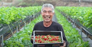 苗栗縣大湖鄉草莓園農民豐收笑容