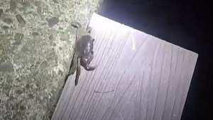 雅悠古圳澤蟹使用圳路設置之生物通道