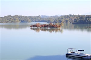 烏山頭水庫水位接近滿水，湖面波光粼粼，湖中小島落羽松