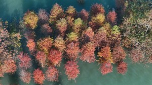 烏山頭水庫湖中小島的落羽松也已經換上紅色的冬衣