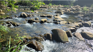 圖1-遠望坑溪取水堰改善及復育後溪流