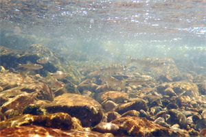 圖4-完工後生物調查，共紀錄67種台灣原生魚蝦蟹螺類