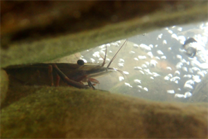 圖5-完工後的二堰下游石梁工成為受歡迎的棲地