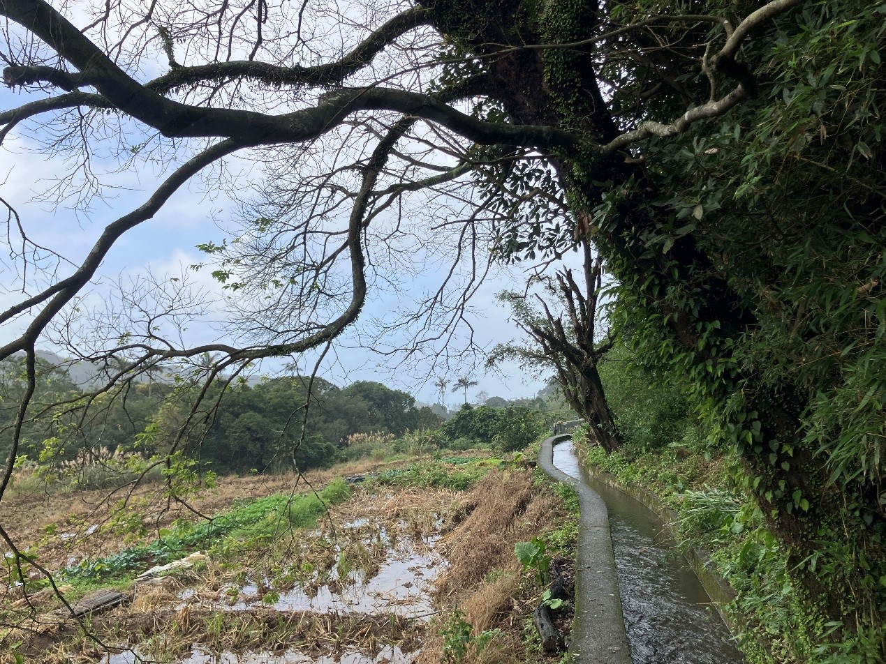 圳路蜿蜒，水圳旁步道平緩宜行