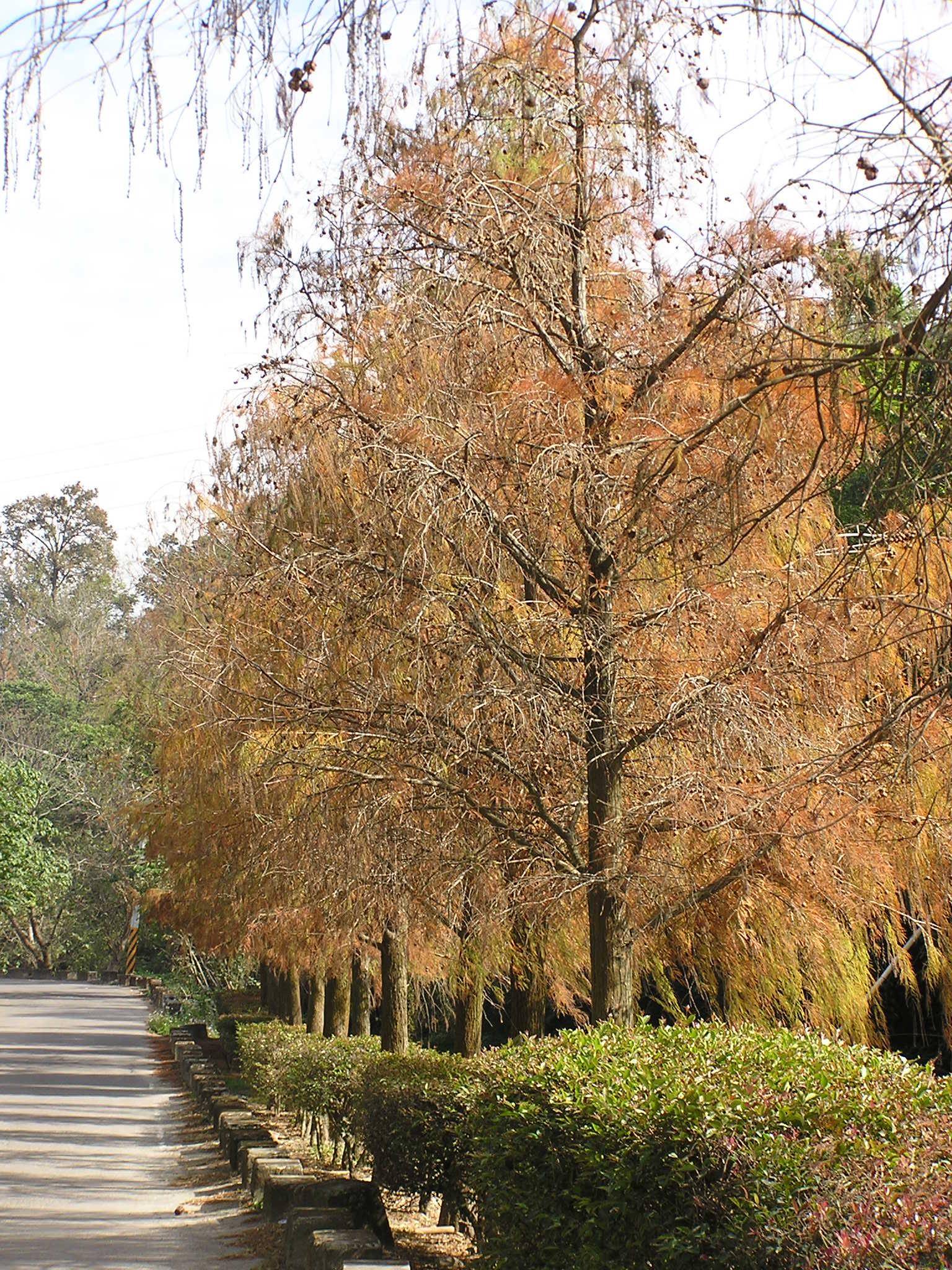 北國風情、落羽松紅了