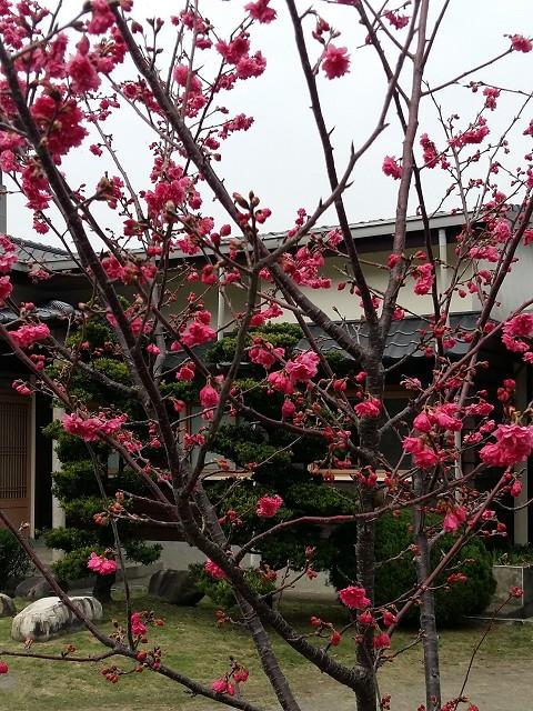 泰安櫻花、桃花開了