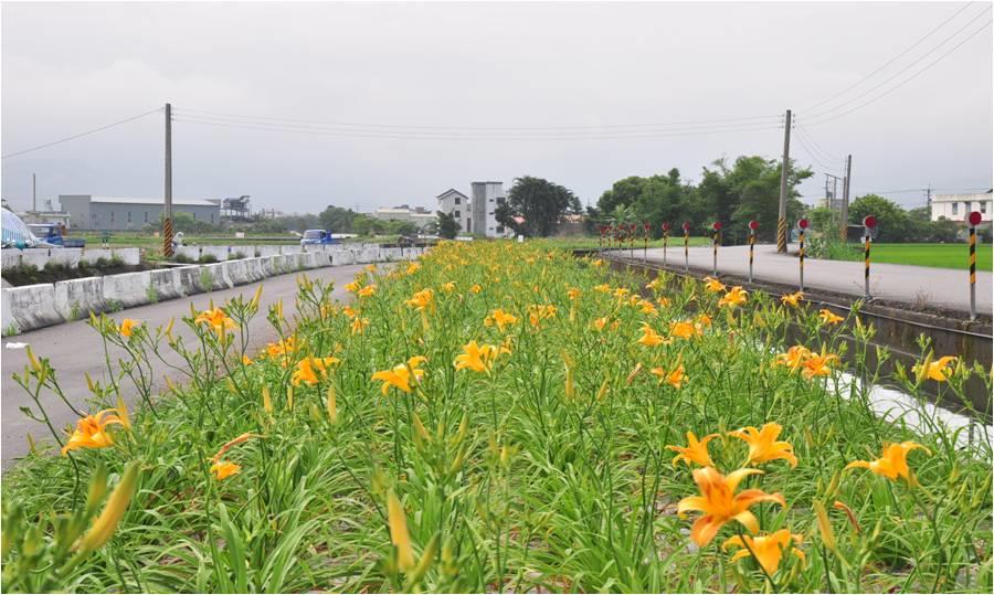 圳路護岸種植金針花